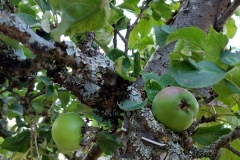 Appeltjes