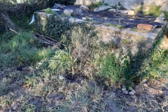 zoek de zielige oleanders