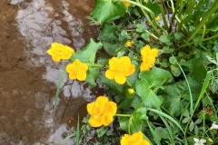 bloemetje