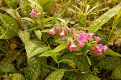bloemetje