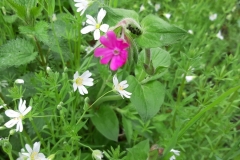 bloemetje