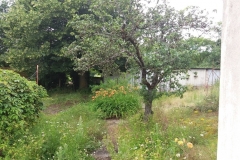 de oude appelboom