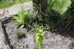 de hibiscus van El doet het goed