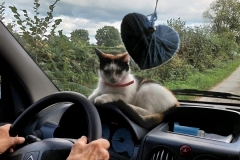 en route avec ma voisine et chat