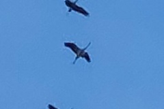 overtrekkende kraanvogels