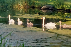 familie Zwaan